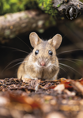 1-os kortti Suomen luonnonsuojeluliitto