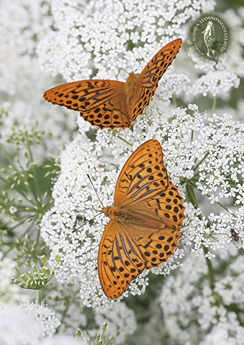1-os kortti Suomen luonnonsuojeluliitto