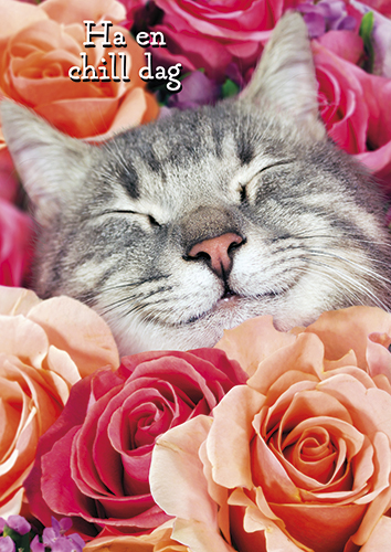 1-os hupikortti R Avanti