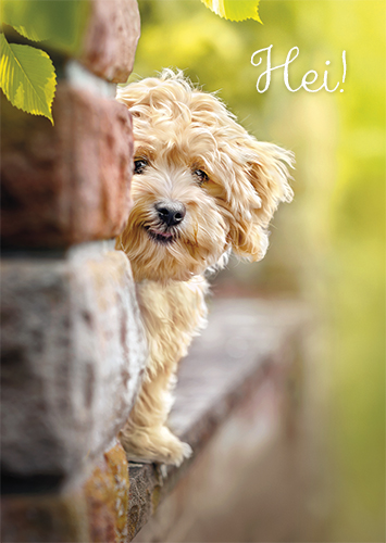 1-os hupikortti Avanti 