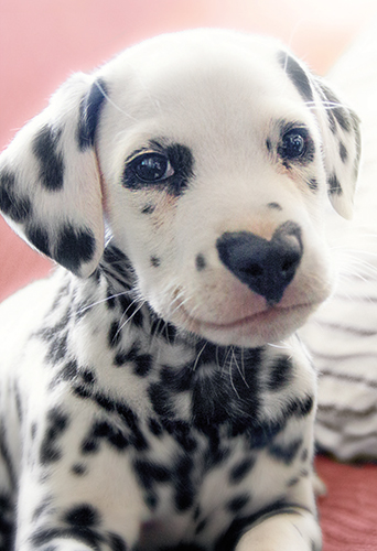 2-os hupikortti Avanti