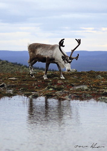 Juliste A4 Tommi Hynynen