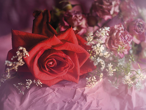 Juliste 30x40cm Ruusu