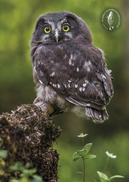 [2725448] 1-os kortti Suomen luonnonsuojeluliitto