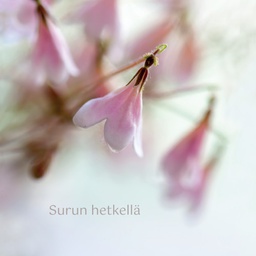 [19P07040] 2-os adressikortti Vanamo Unicef osanotto