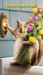 [2920090] 2-os hupikortti R Avanti