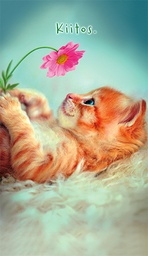 [1961041] 2-os kiitos Avanti