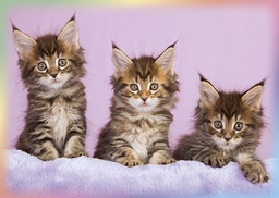 [4750095] 1-os eläinkortti kissa