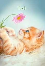 [1984008] 2-os kiitos R Avanti