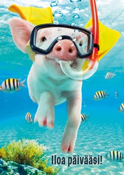 [3910161] 1-os hupikortti Avanti