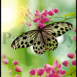 [31969] 1-os Aquarupella Square 13,5 x 13,5