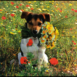 [79800] 1-os Aquarupella Square 13,5 x 13,5