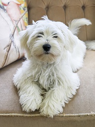 [318123] Juliste 30x40cm koiranpentu