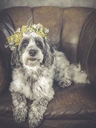 [318125] Juliste 30x40cm koira seppele päässä