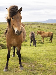 [318324] Juliste 60x80cm hevoset