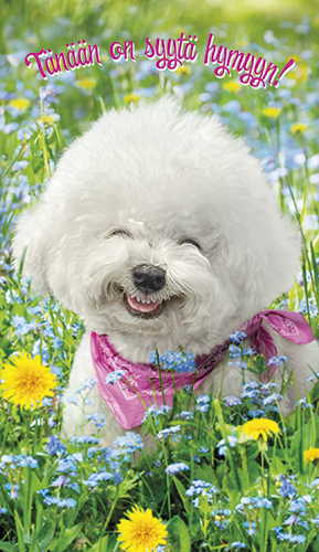 2-os hupikortti Avanti