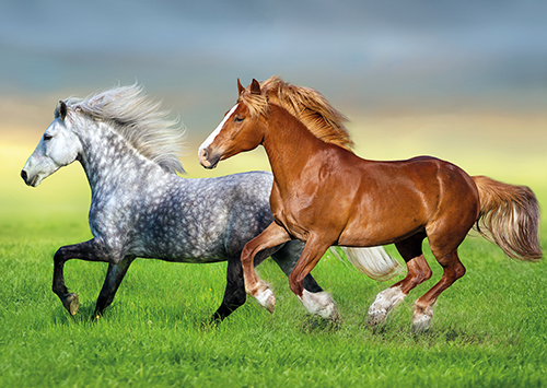 1-os eläinkortti hevonen