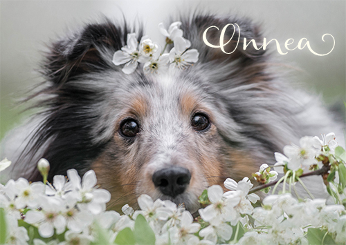 1-os eläinkortti koira