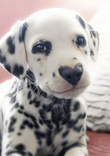 1-os hupikortti Avanti