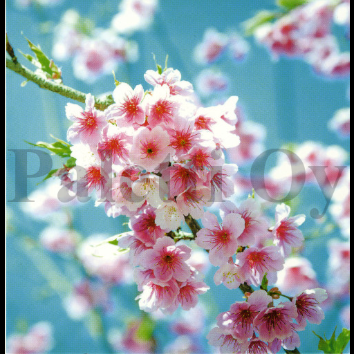 1-os Aquarupella Square 13,5 x 13,5