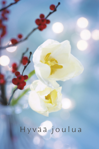 2-os joulu HMK joulukukat