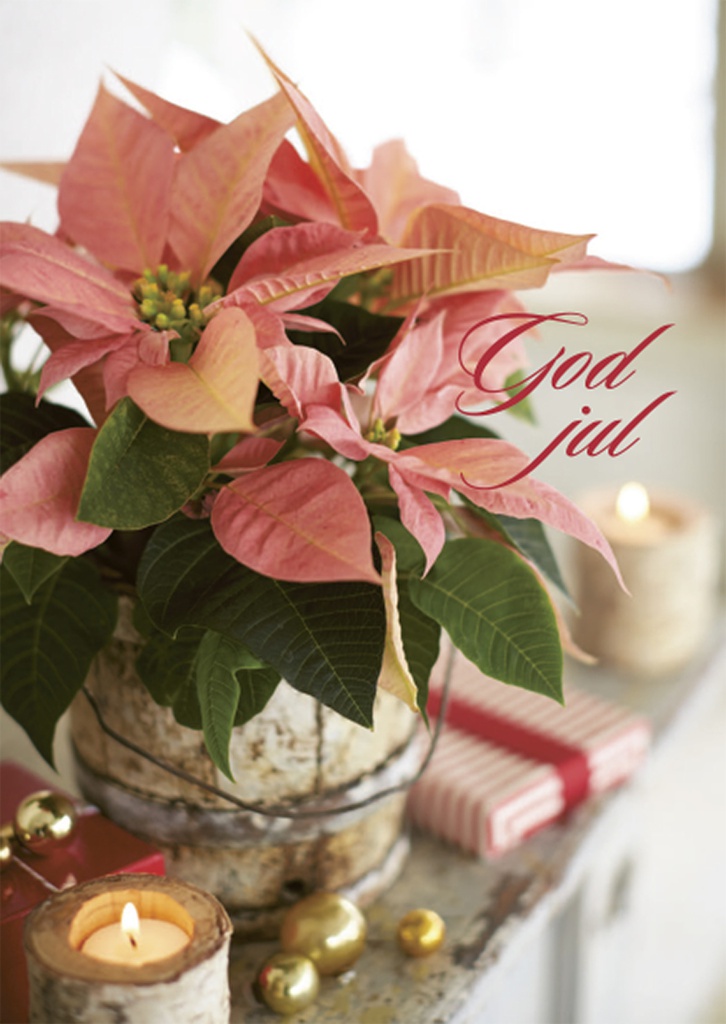 1-os joulu R HMK joulutähti