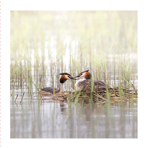 2-os neliökortti Luonto 14,5x14,5 cm