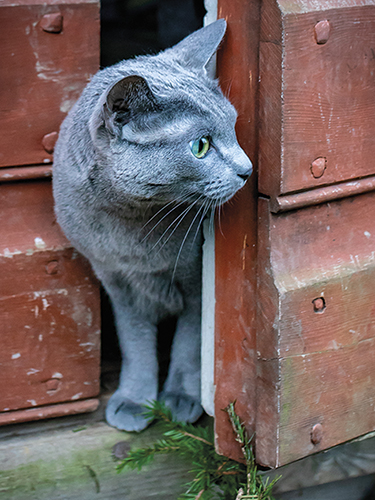 Juliste 30x40cm kissa oven raossa