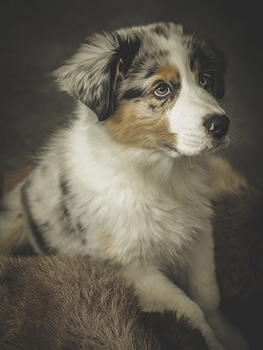 Juliste 60x80cm koira