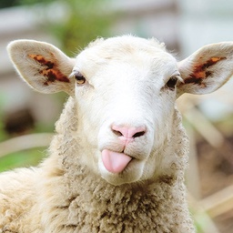 [51P0103] 2-os neliökortti