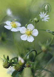 [2725451] 1-os kortti Suomen luonnonsuojeluliitto