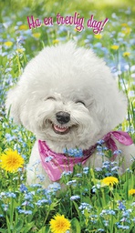 [2920092] 2-os hupikortti R Avanti