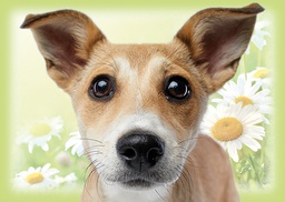 [4750023] 1-os eläinkortti koira