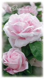 [1920043] 2-os onnittelu