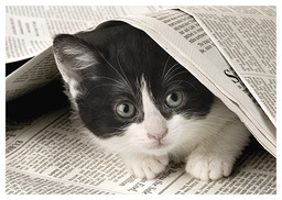 [4750164] 1-os eläinkortti kissa