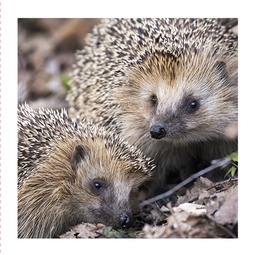 [51P0003] 2-os neliökortti Luonto 14,5x14,5 cm