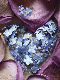 [318117] Juliste 30x40cm Lemmikki