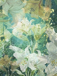 [318321] Juliste 60x80cm Summerlilies