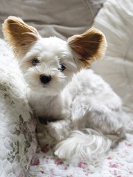 [318119] Juliste 30x40cm koira